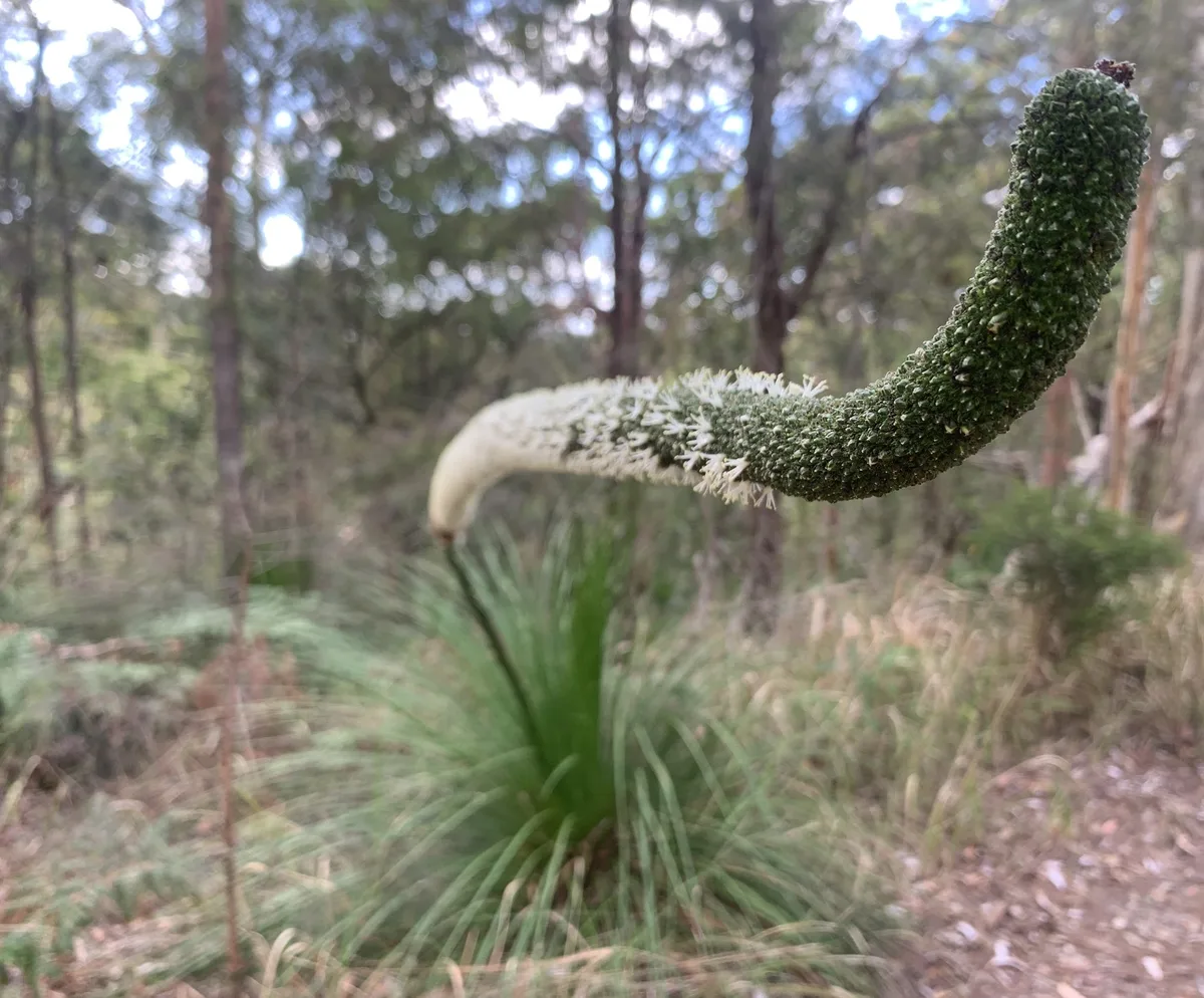Grasstree - Xanthorrhoea Brunonis