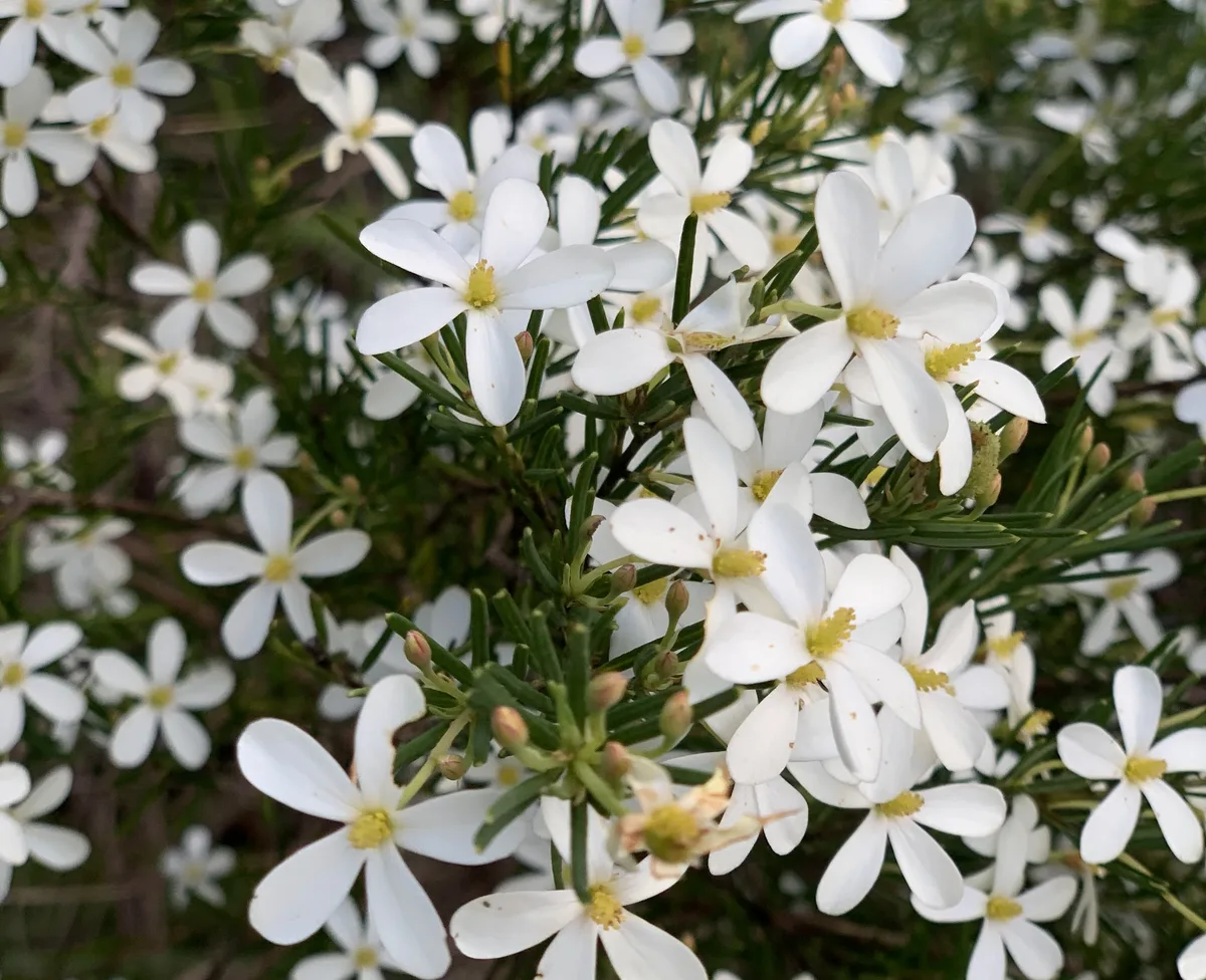 Wildflowers in the Central Coast photo 69