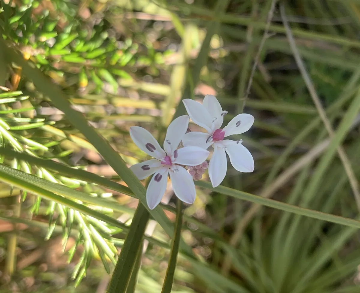 Wildflowers in the Central Coast photo 70
