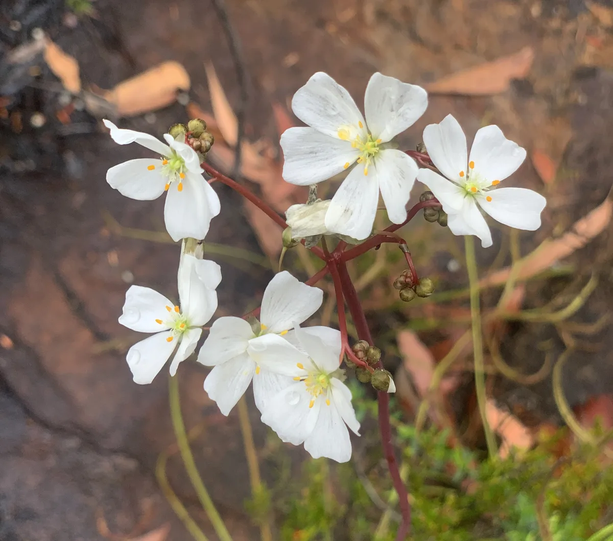 Wildflowers in the Central Coast photo 71