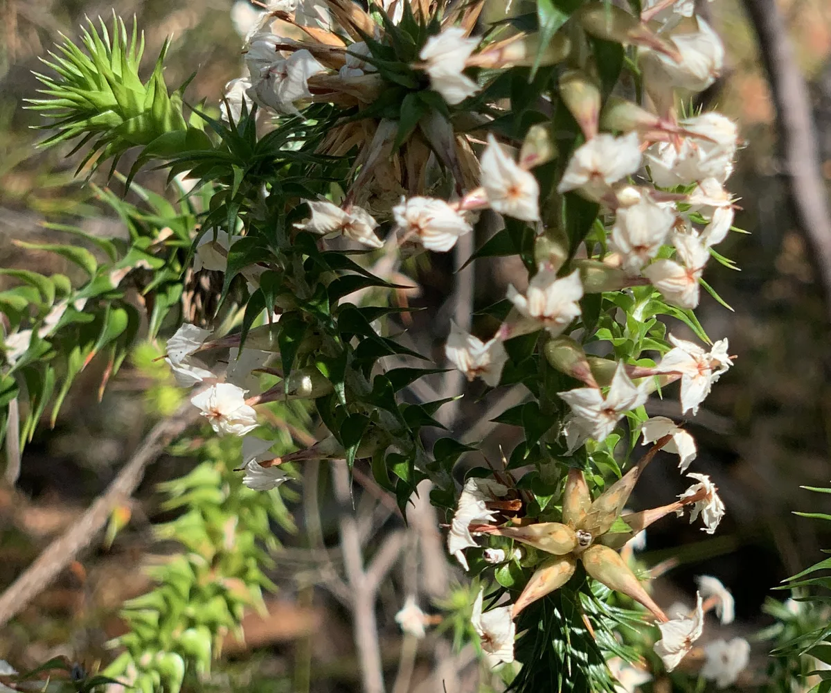 Wildflowers in the Central Coast photo 73