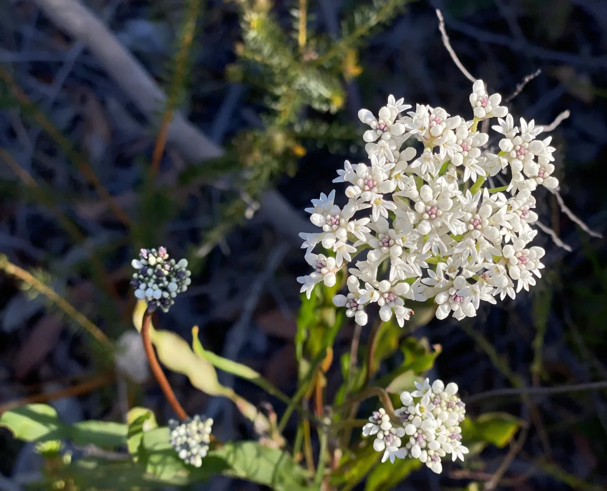 Wildflowers in the Central Coast photo 75