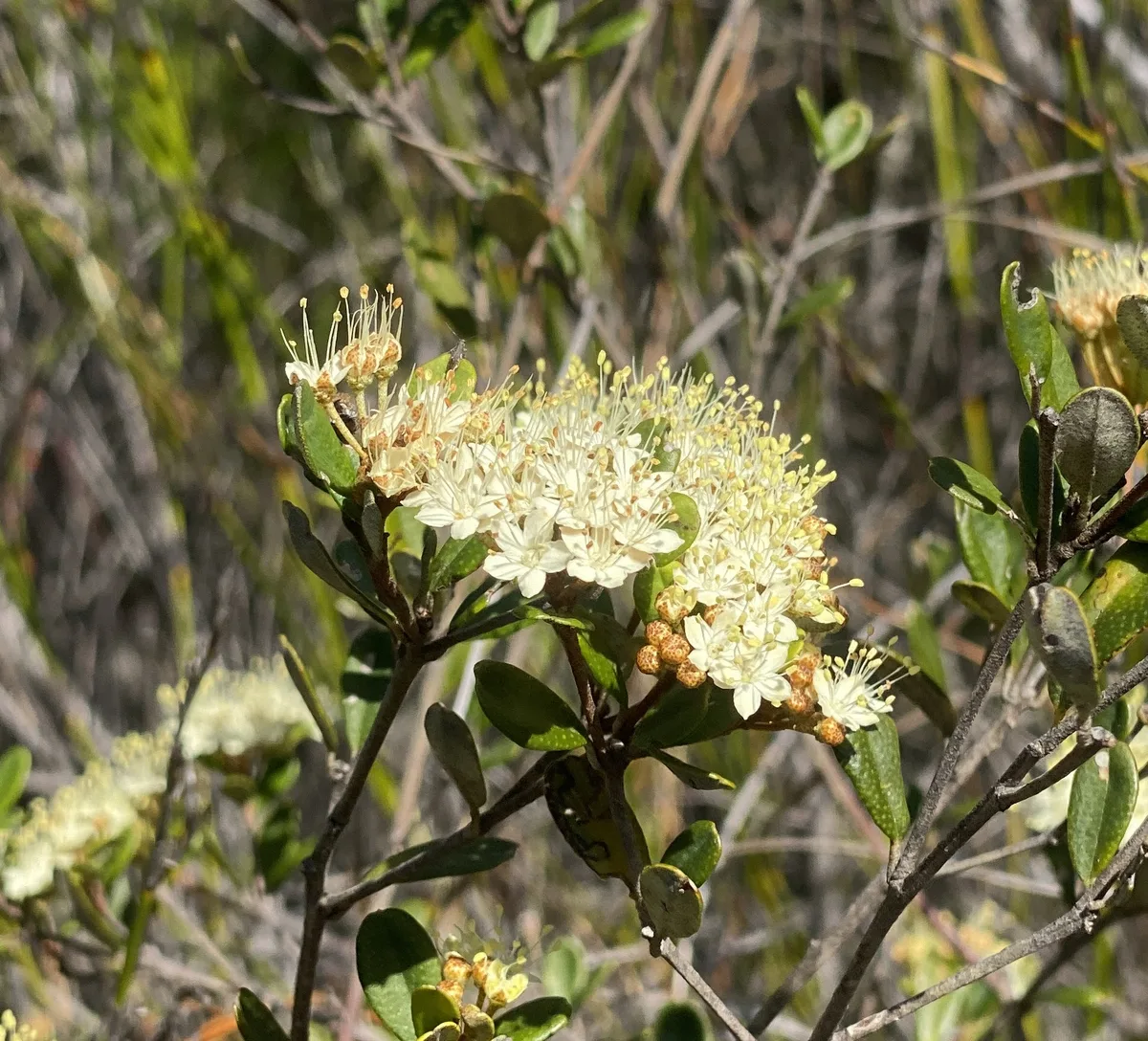 Wildflowers in the Central Coast photo 14