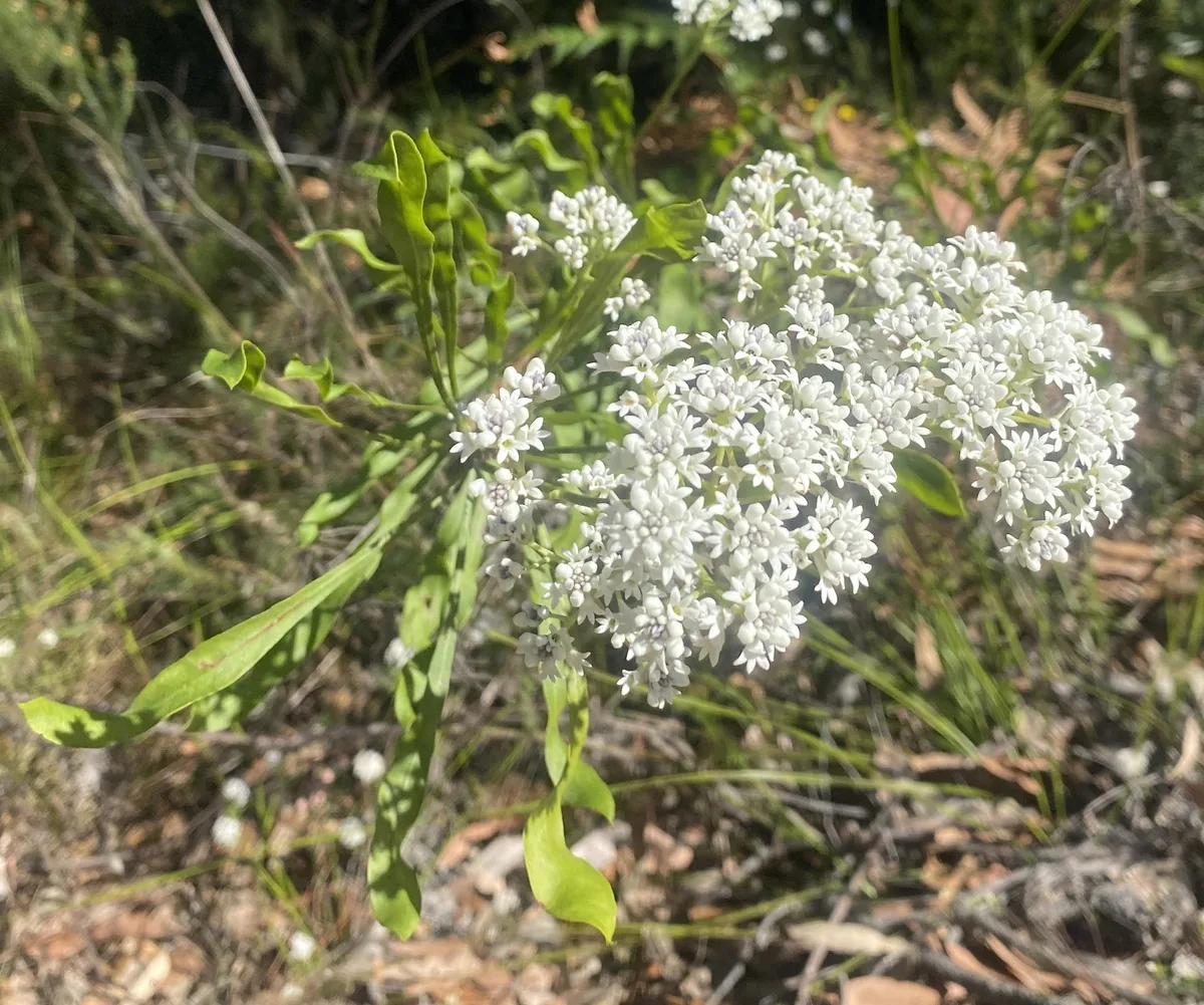 Wildflowers in the Central Coast photo 76