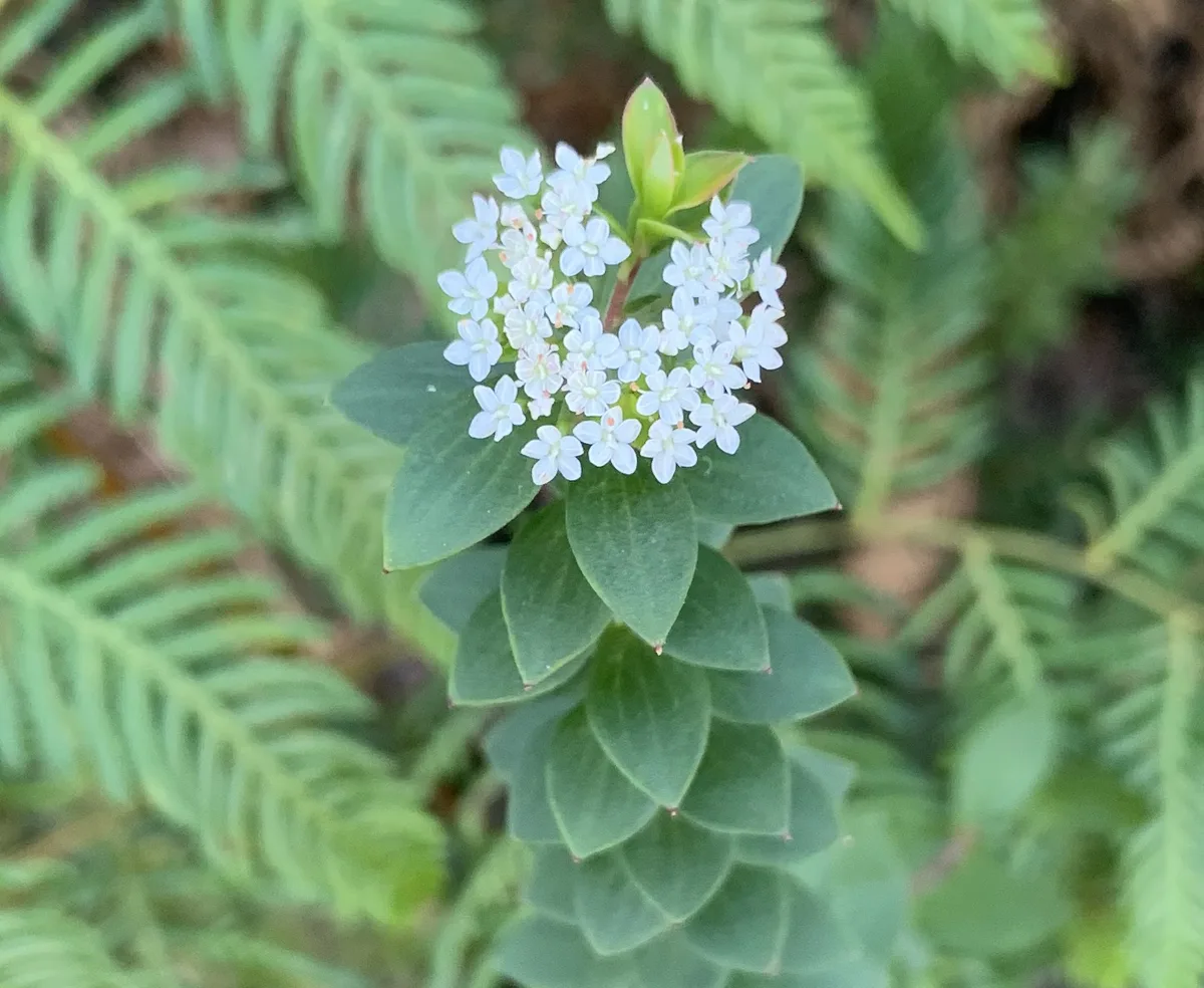 Wildflowers in the Central Coast photo 77
