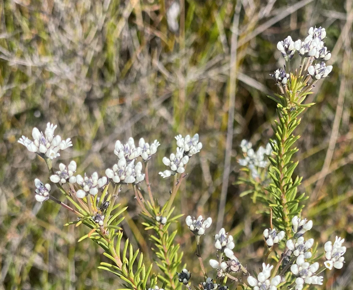 Wildflowers in the Central Coast photo 78
