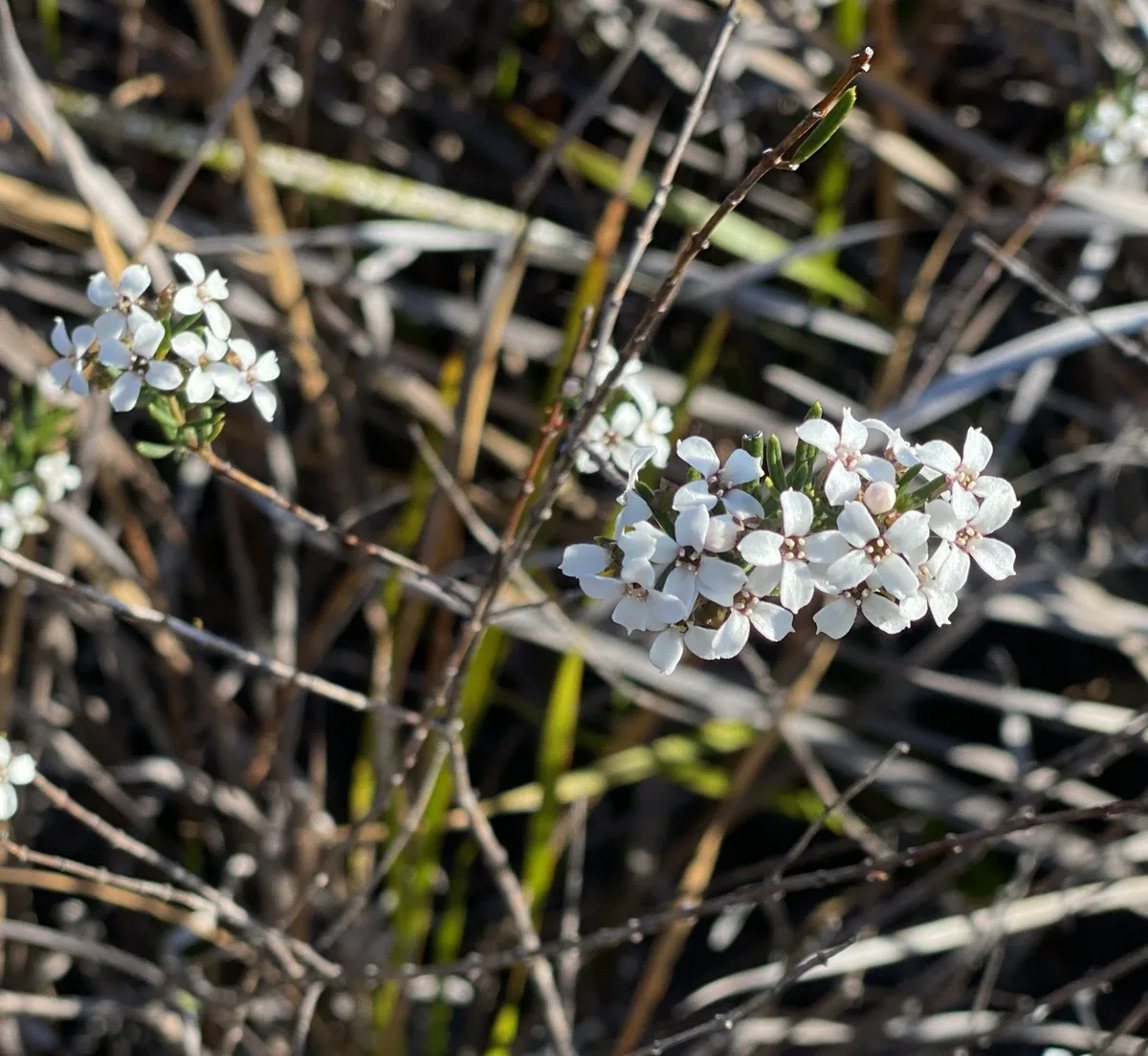 Wildflowers in the Central Coast photo 79
