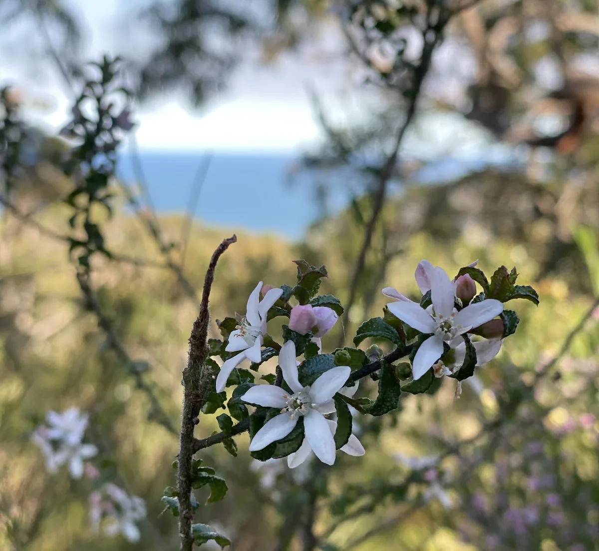 Wildflowers in the Central Coast photo 80