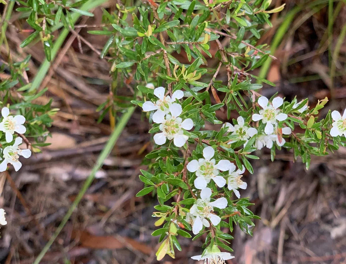 Wildflowers in the Central Coast photo 82