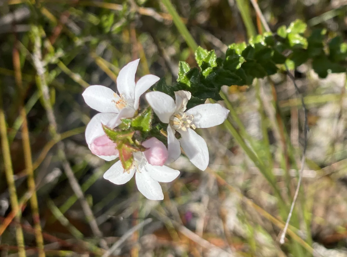 Wildflowers in the Central Coast photo 83
