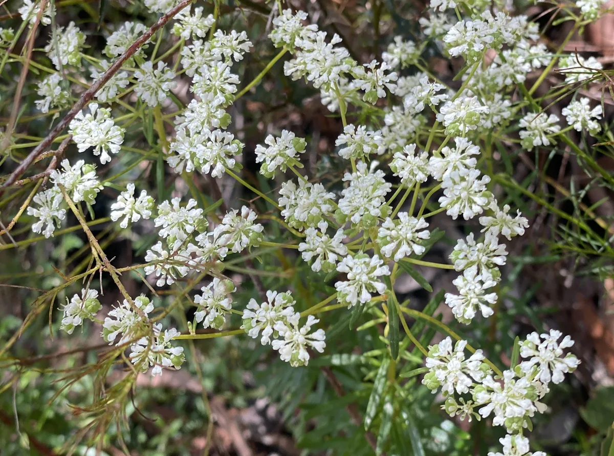 Wildflowers in the Central Coast photo 84