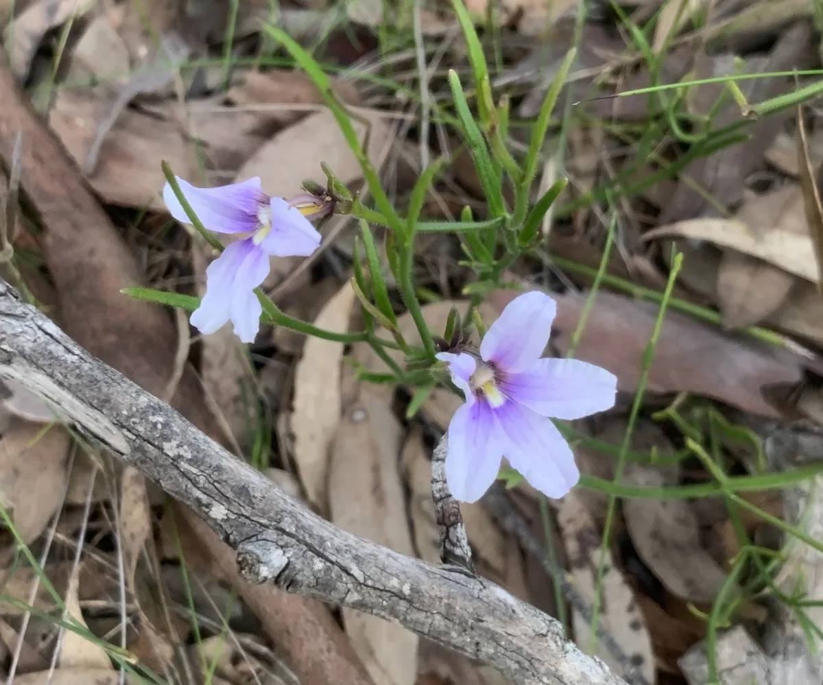 Wildflowers in the Central Coast photo 85