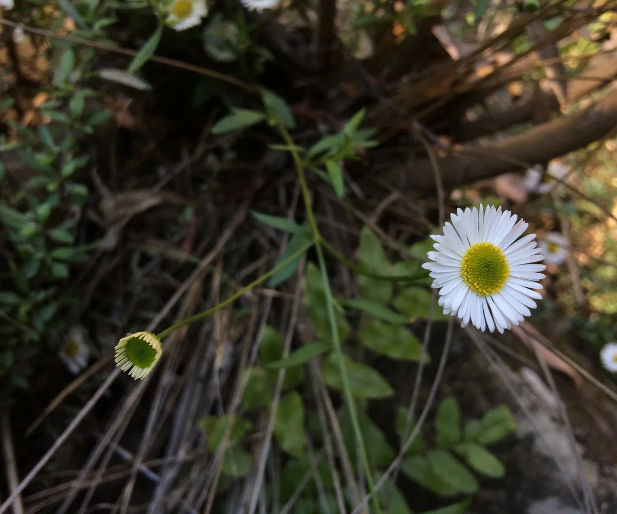 Wildflowers in the Central Coast photo 86