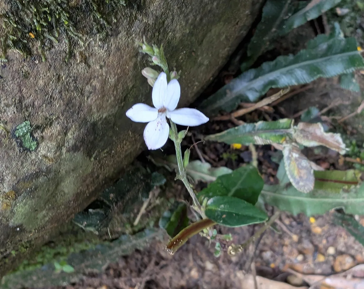 Wildflowers in the Central Coast photo 87