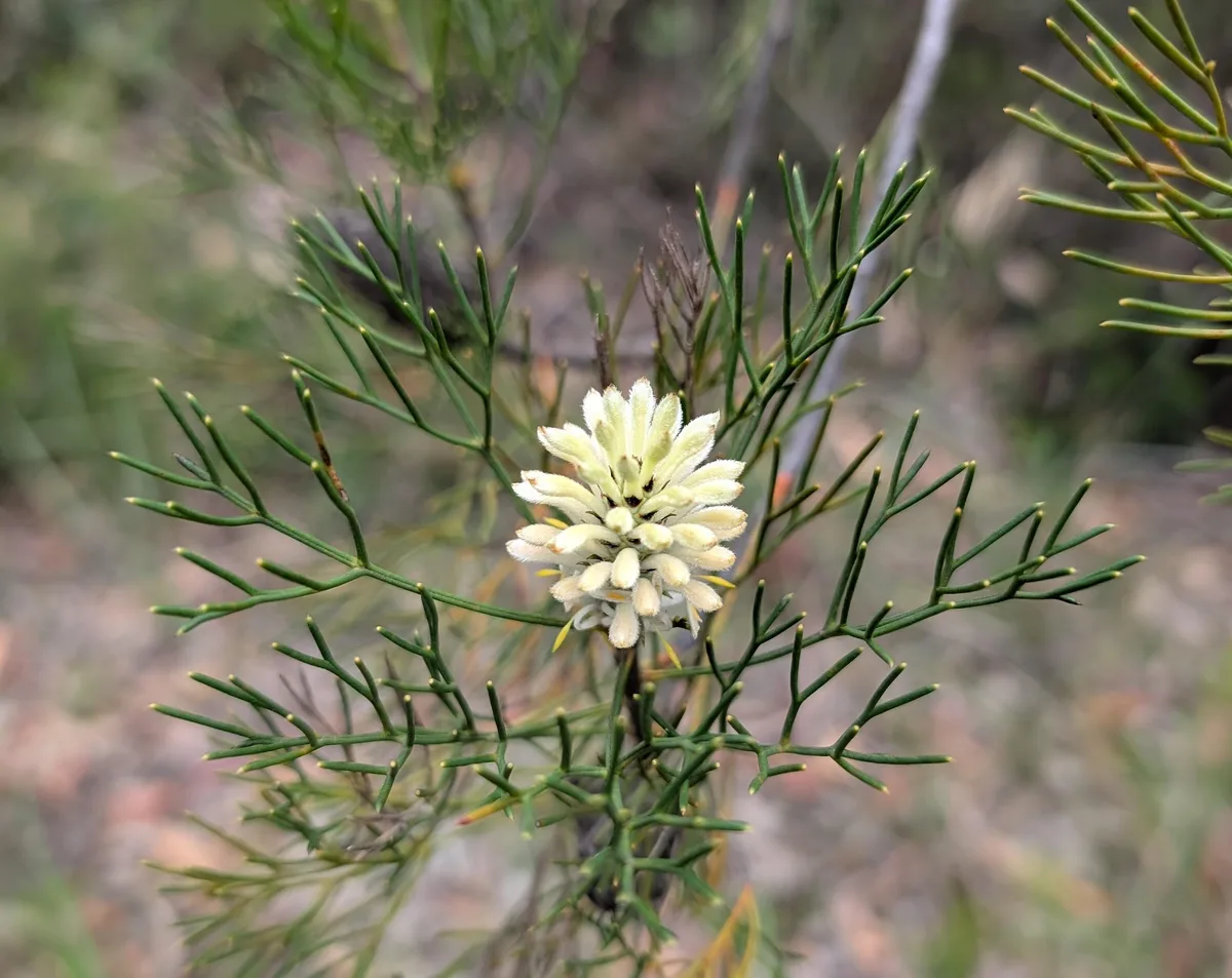 Wildflowers in the Central Coast photo 88