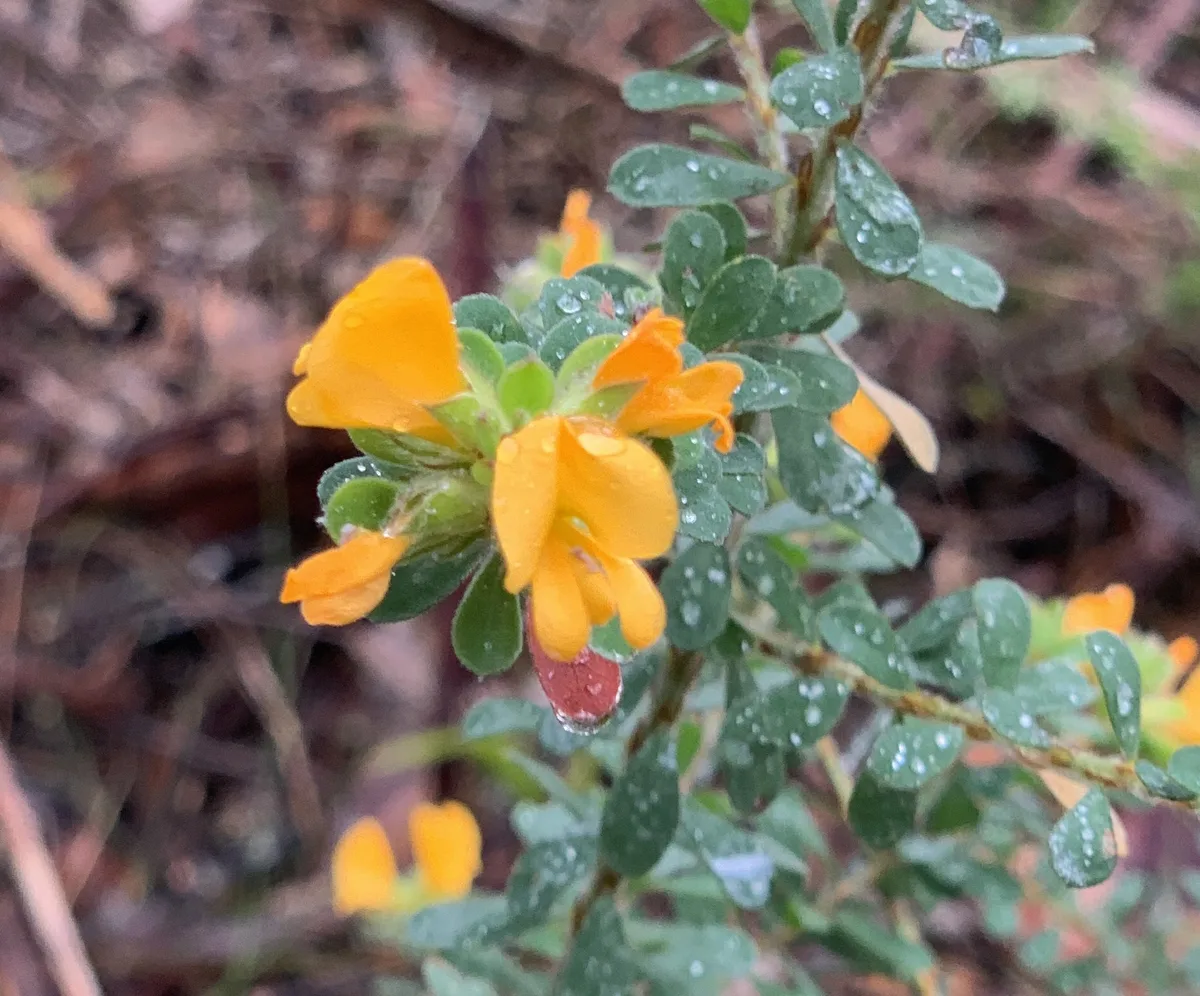 Wildflowers in the Central Coast photo 11