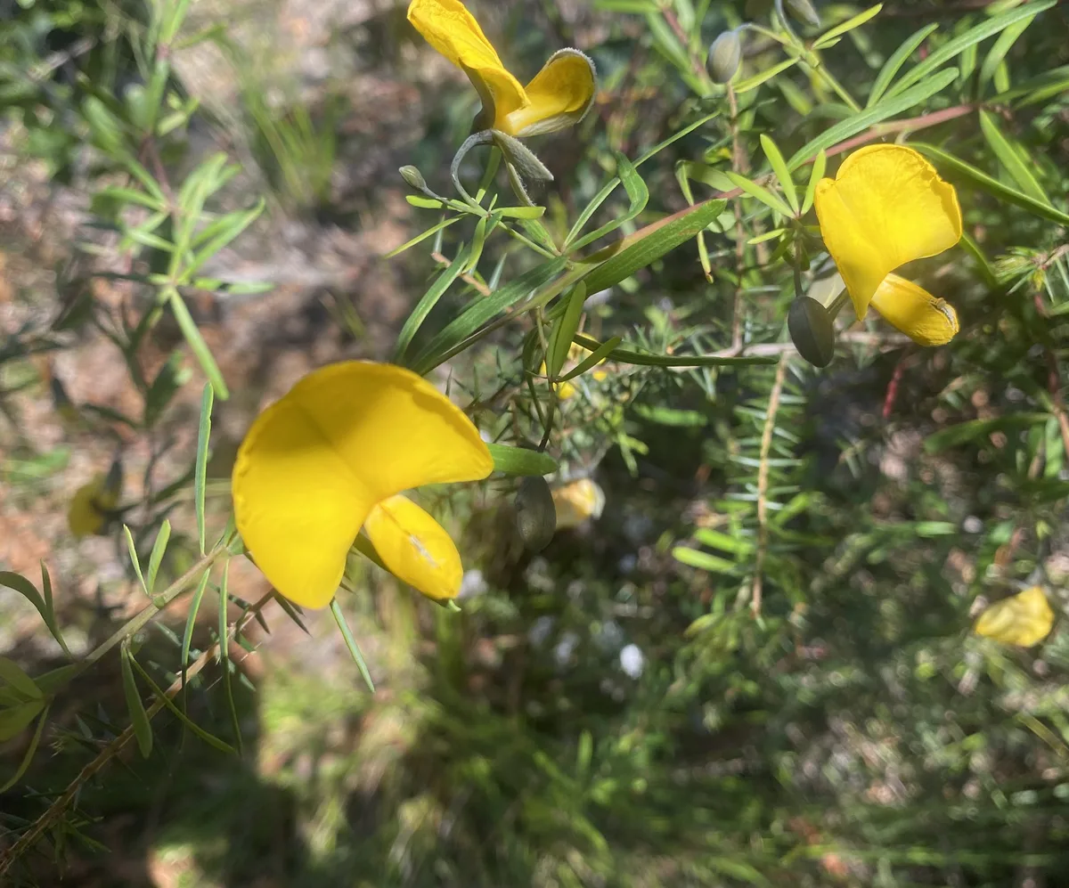 Wildflowers in the Central Coast photo 15