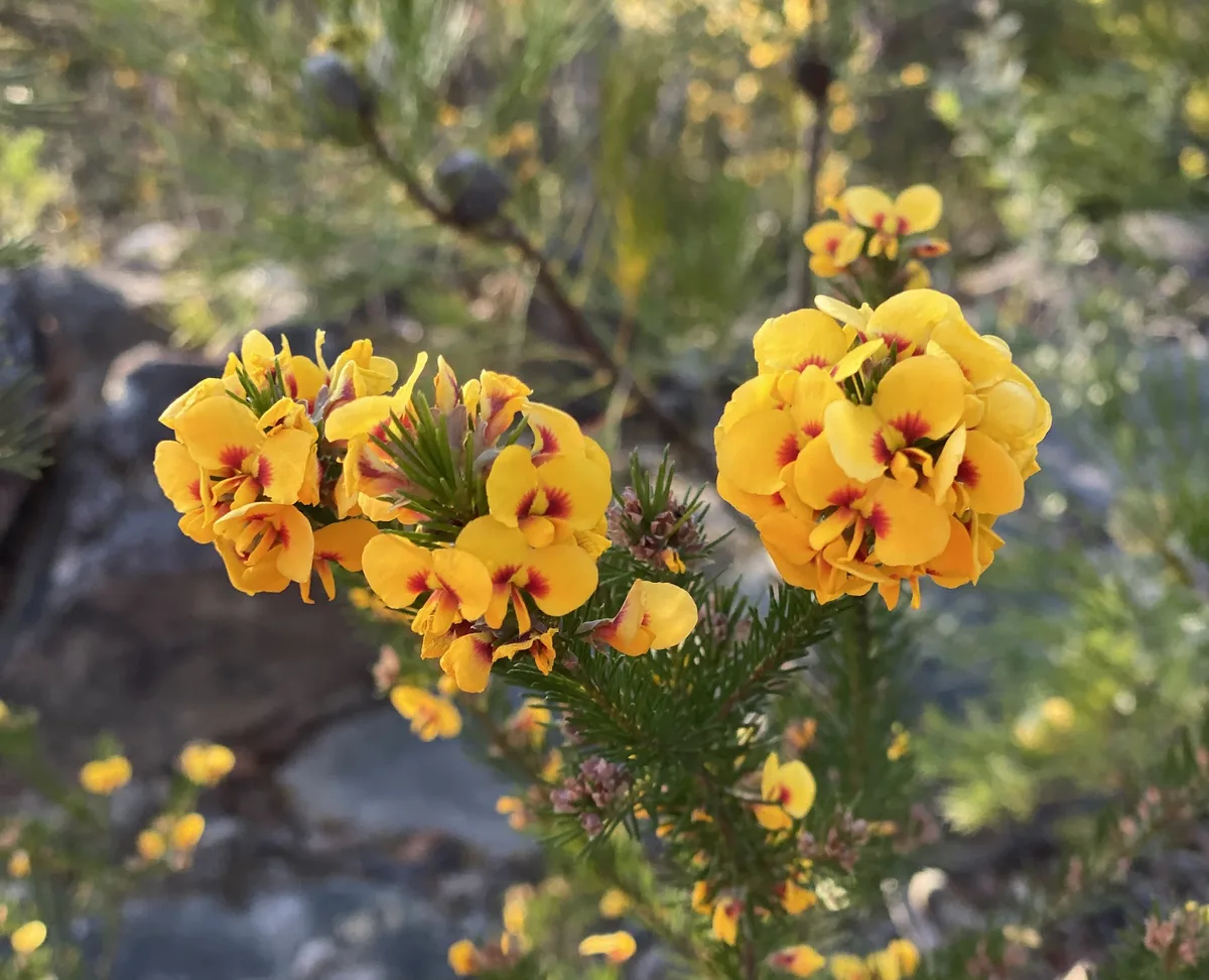Wildflowers in the Central Coast photo 16