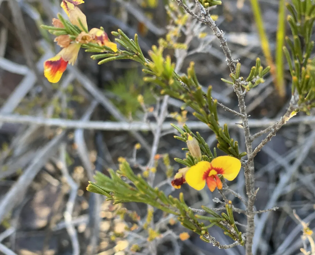 Wildflowers in the Central Coast photo 17