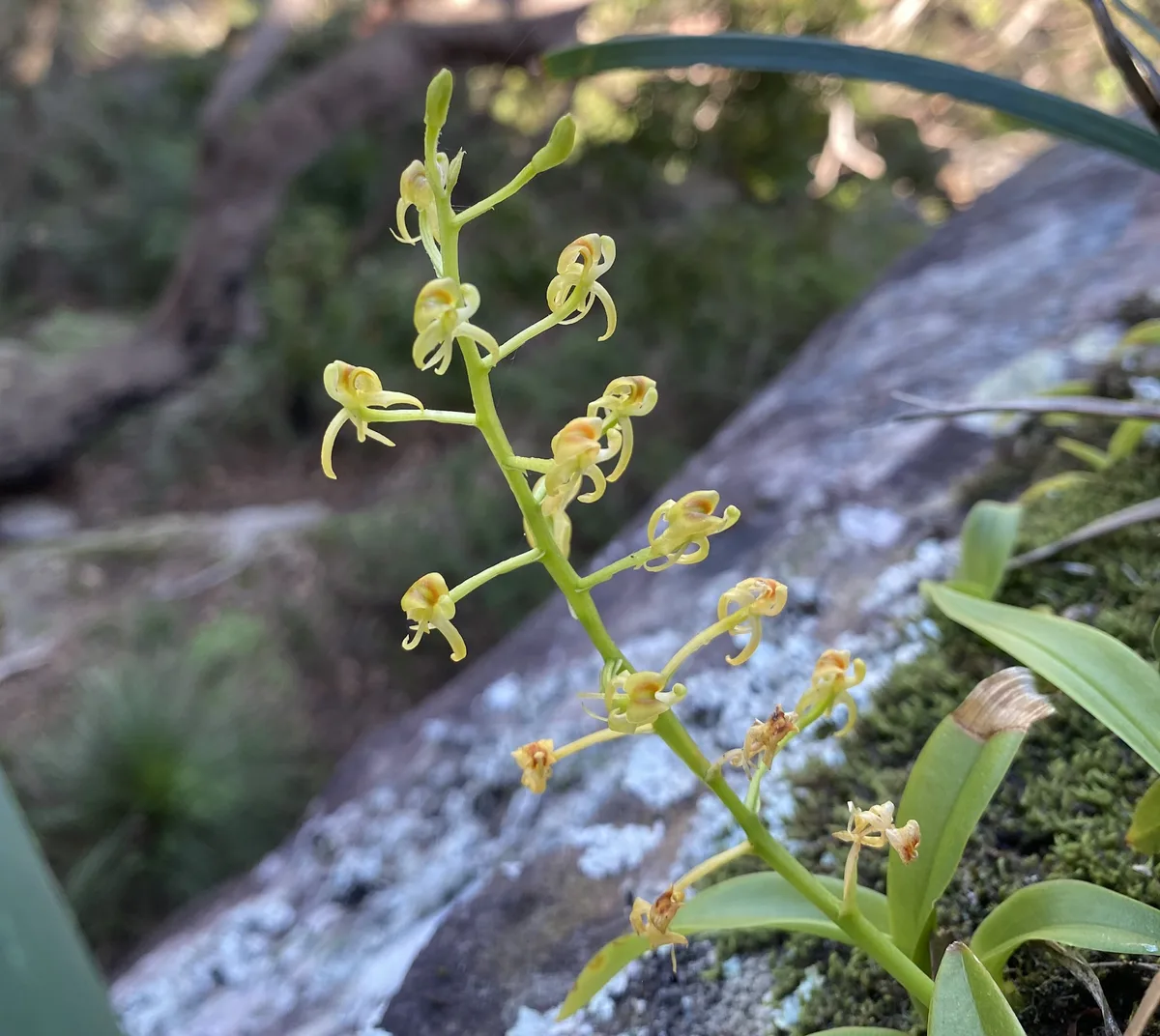Wildflowers in the Central Coast photo 18