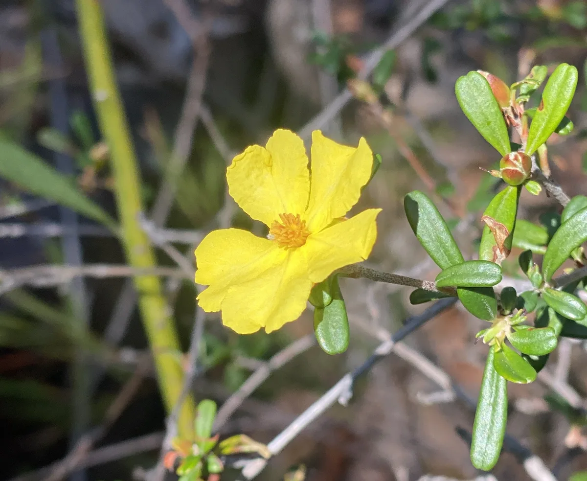 Wildflowers in the Central Coast photo 12