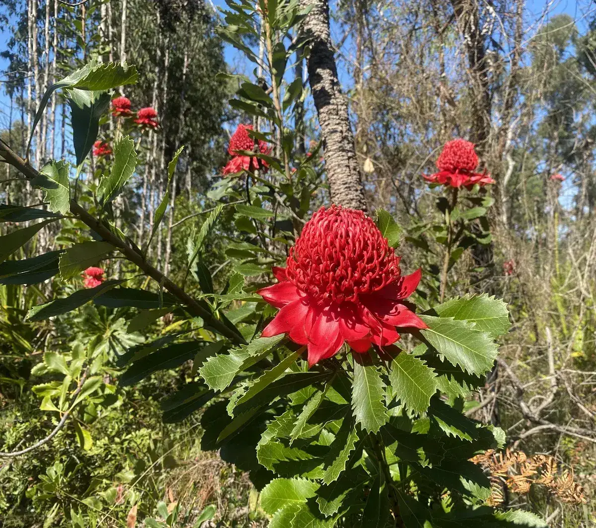 Wildflowers in the Central Coast photo 3