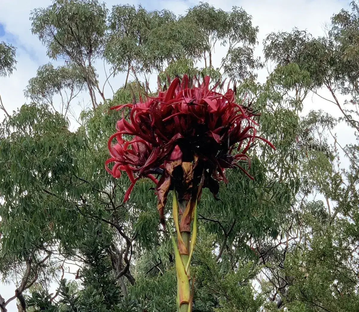 Wildflowers in the Central Coast photo 4