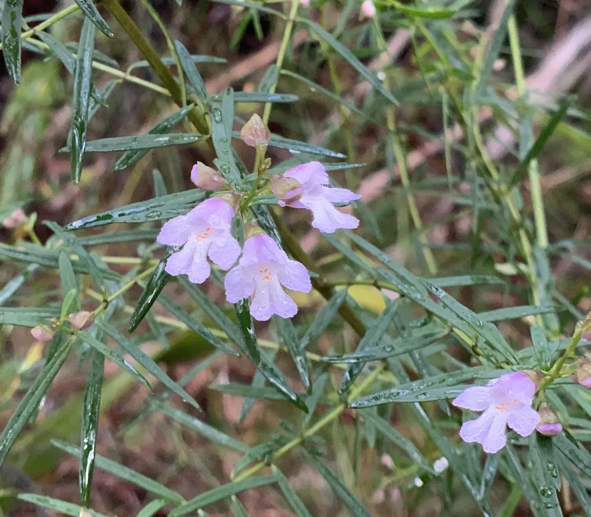 Long Leafed Westringia - Westringia Longifolia: Strickland Falls Track