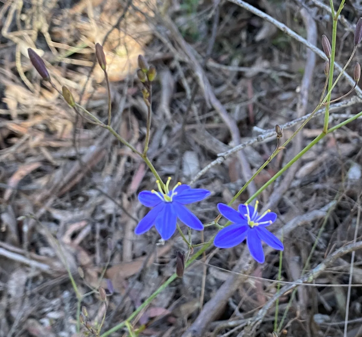 Nodding Blue Lily - Stypandra glauca