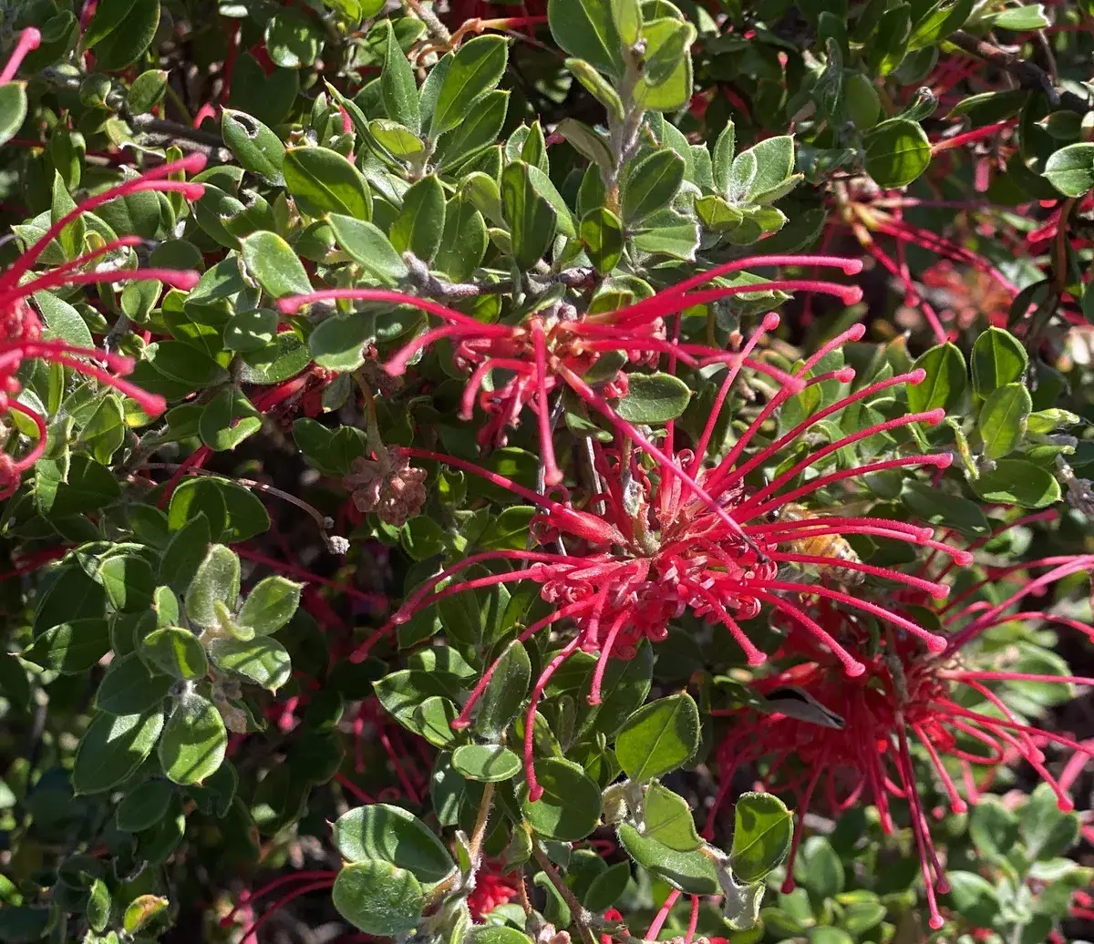Wildflowers in the Central Coast photo 5