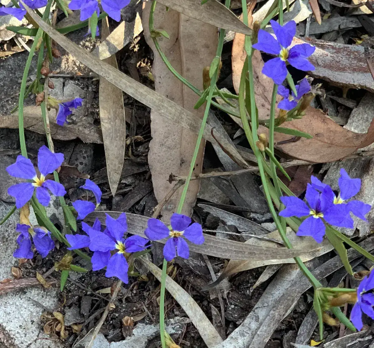 Wildflowers in the Central Coast photo 25