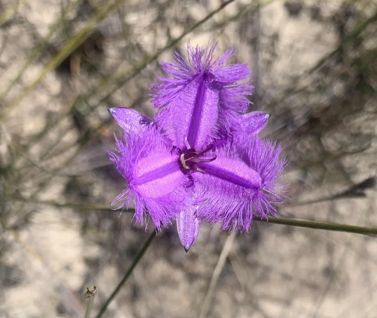 Fringe Lily - Thysanotus virgatus