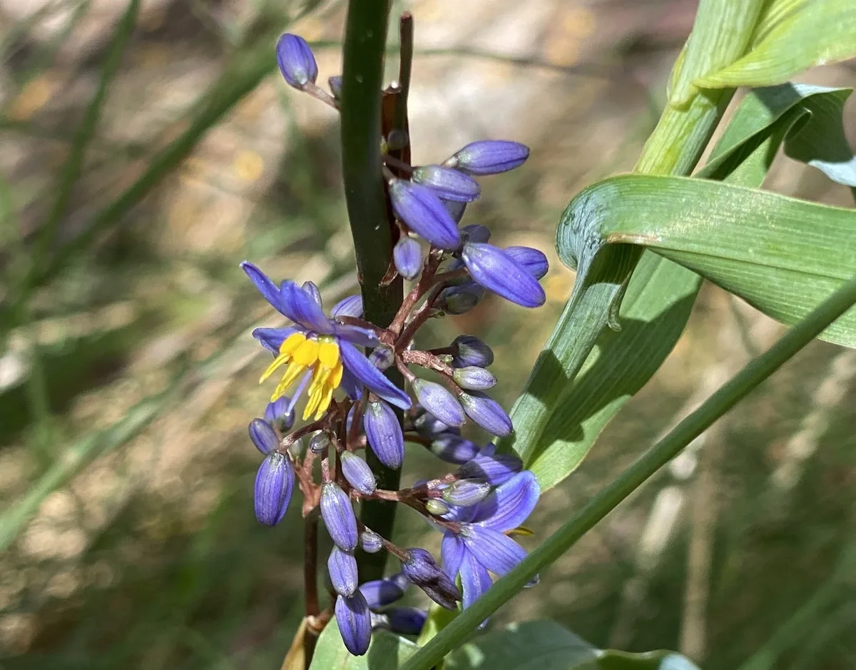 Wildflowers in the Central Coast photo 27