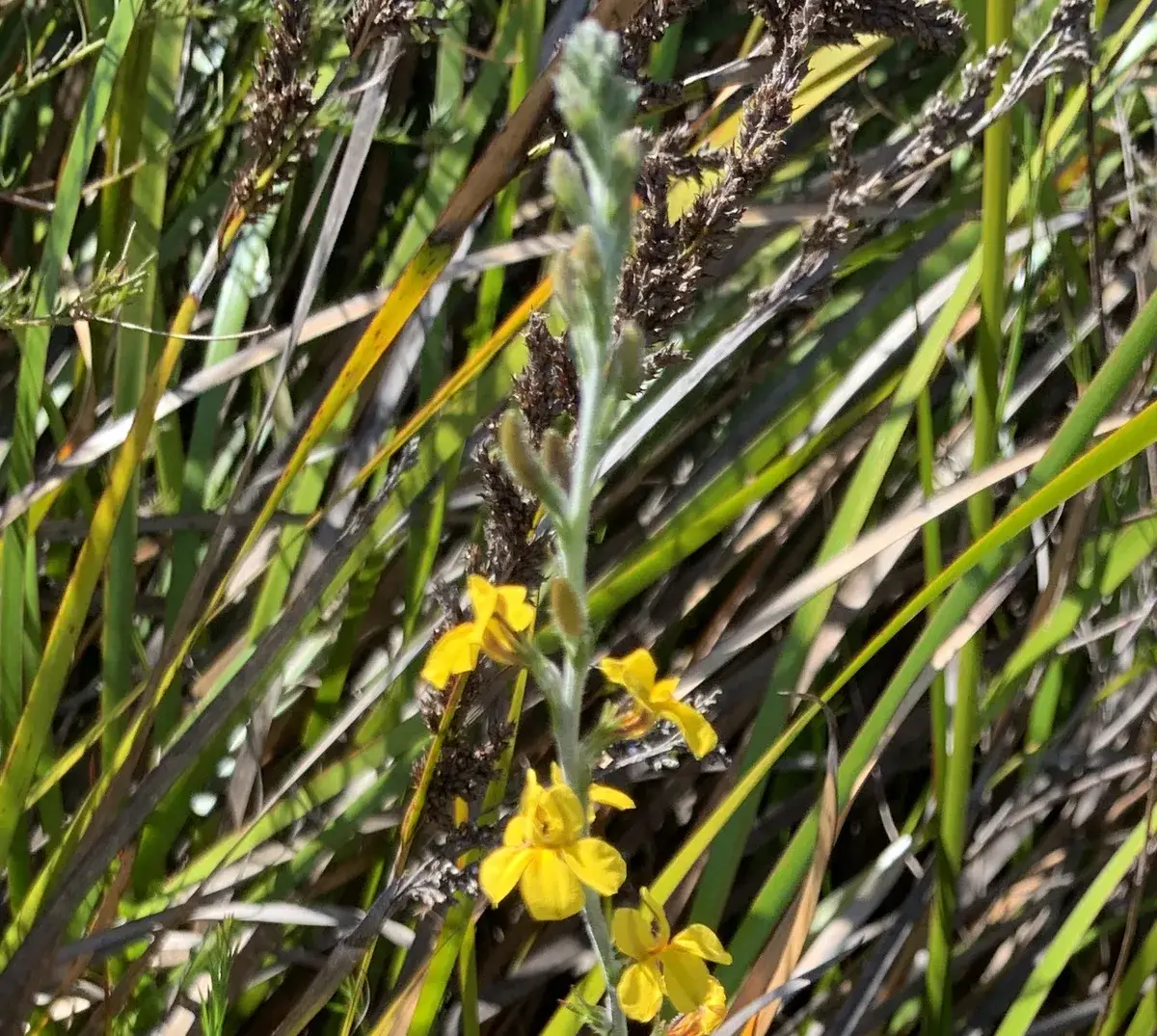 Wildflowers in the Central Coast photo 6