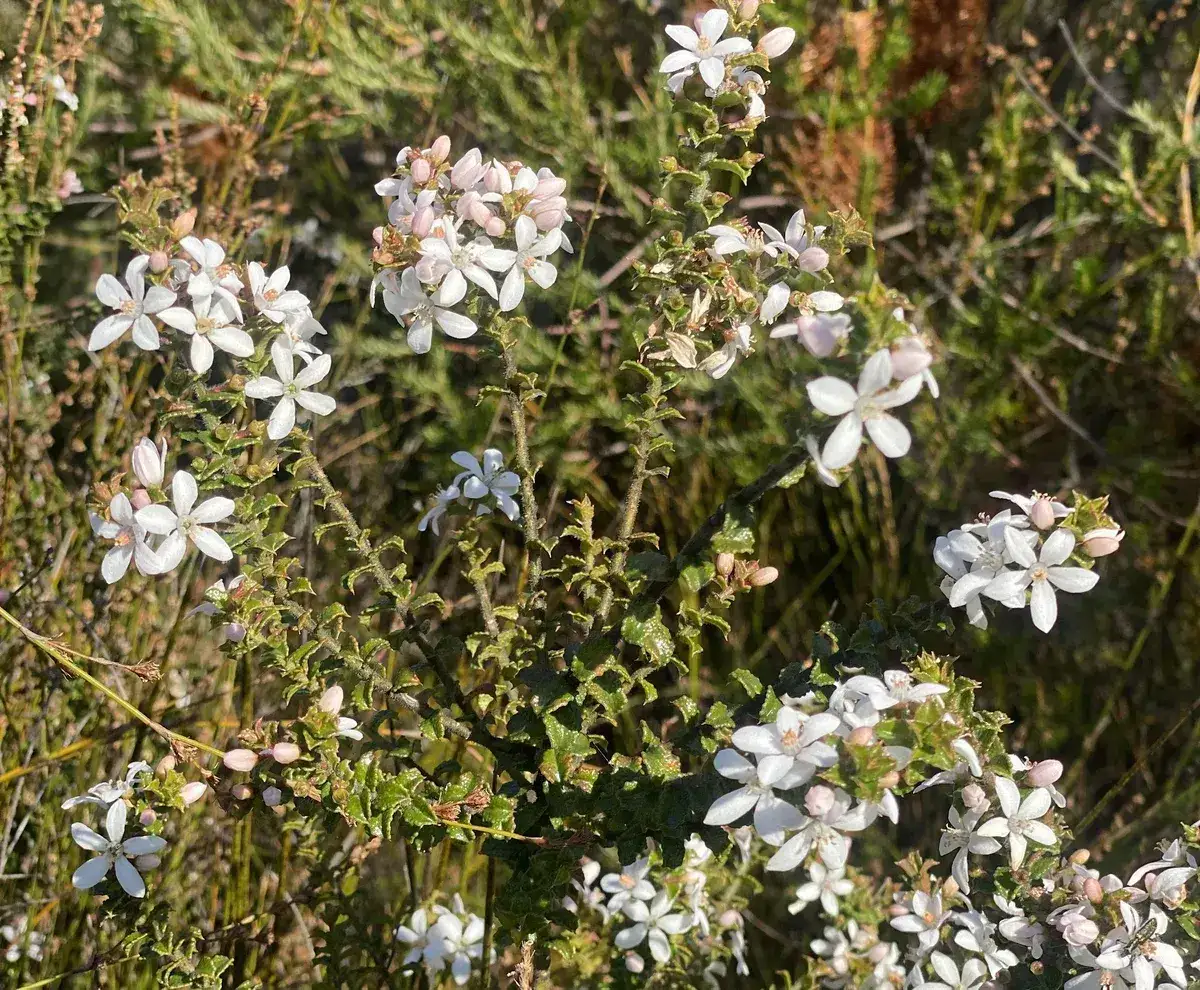 Wildflowers in the Central Coast photo 28
