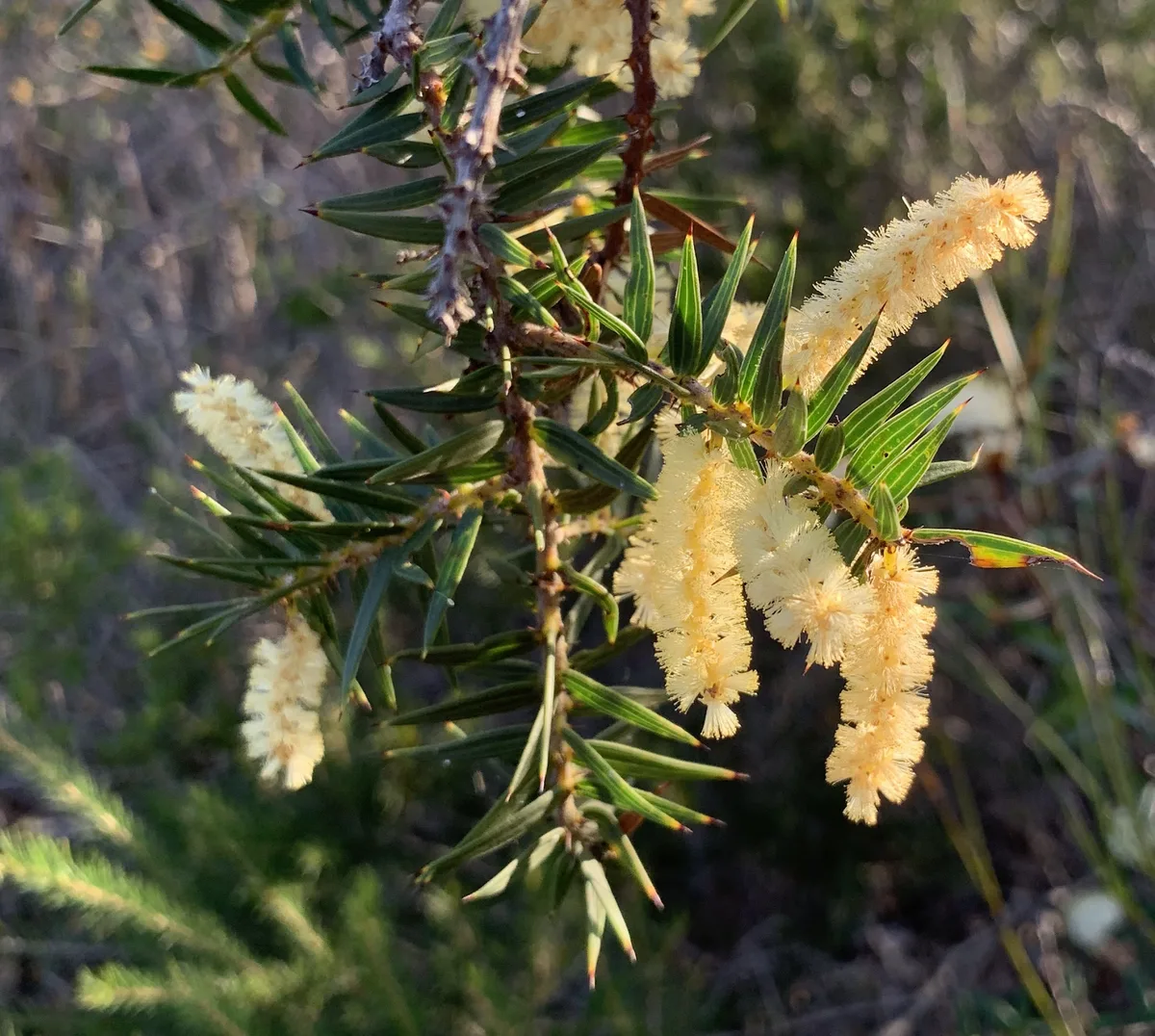 Heath Bansia - banksia erikfolia