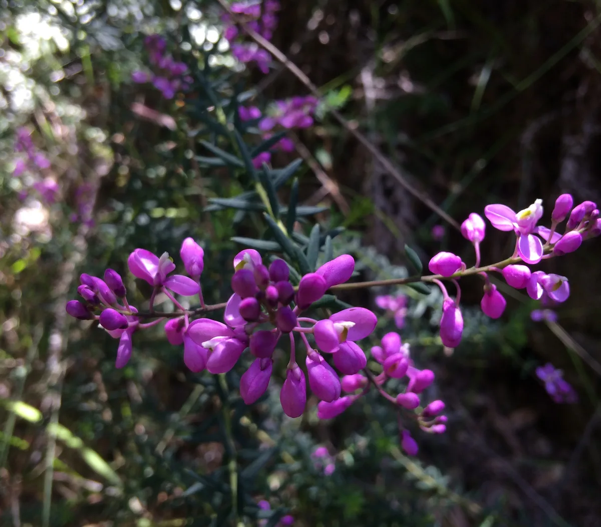 Wildflowers in the Central Coast photo 30