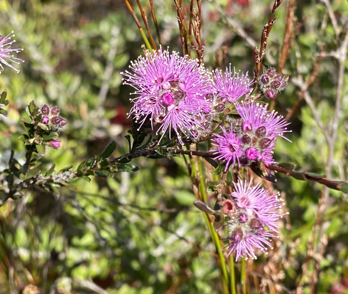 Wildflowers in the Central Coast photo 31
