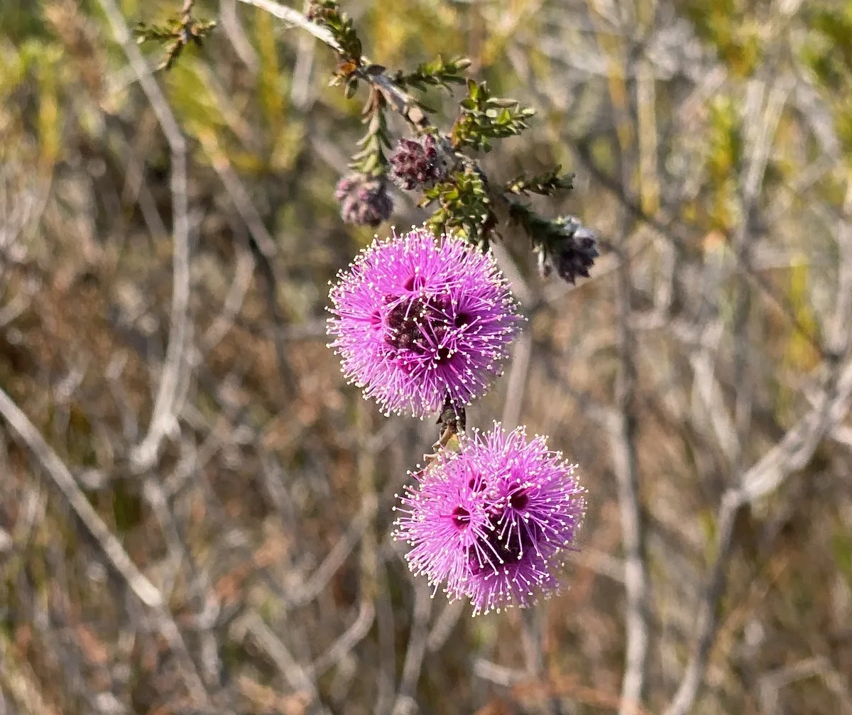 Wildflowers in the Central Coast photo 32