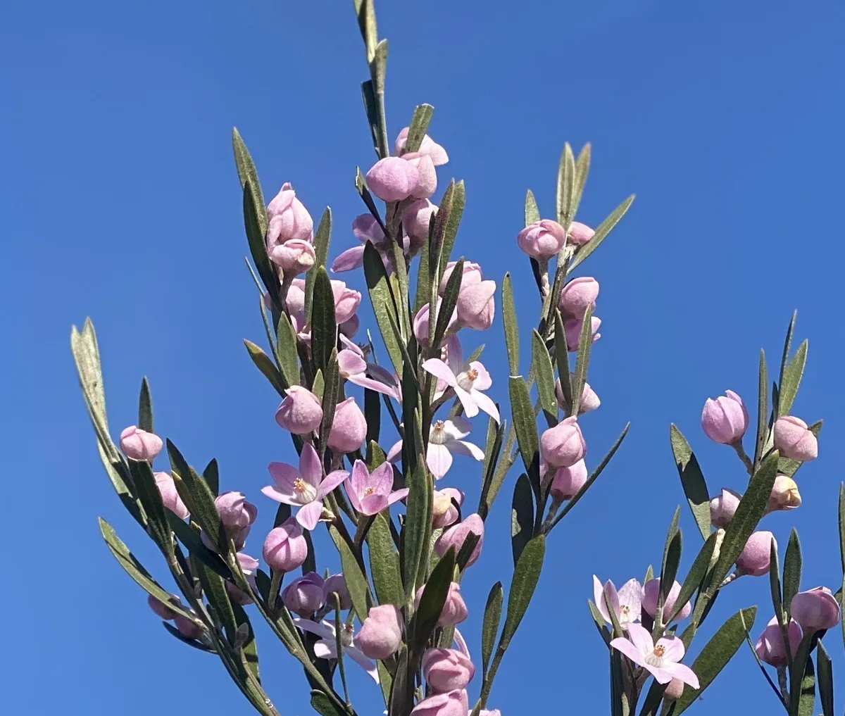 Pink waxflower - Eriostemon