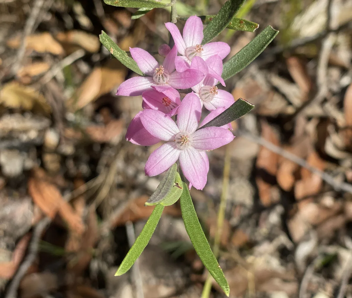 Pink waxflower - Eriostemon