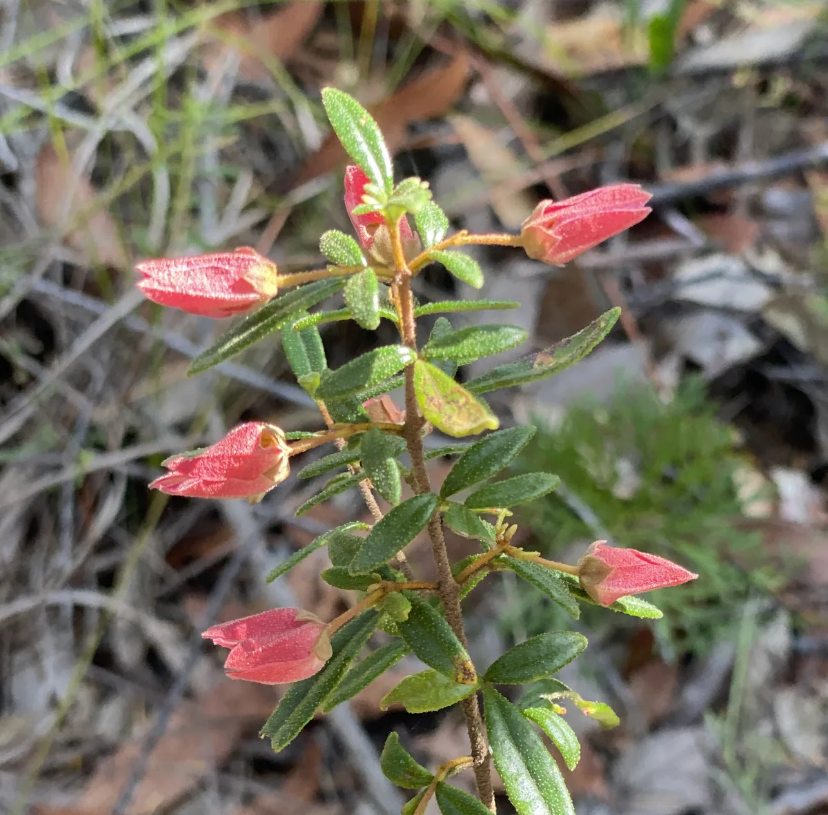 Sydney Boronia - Boronia Ledifolia