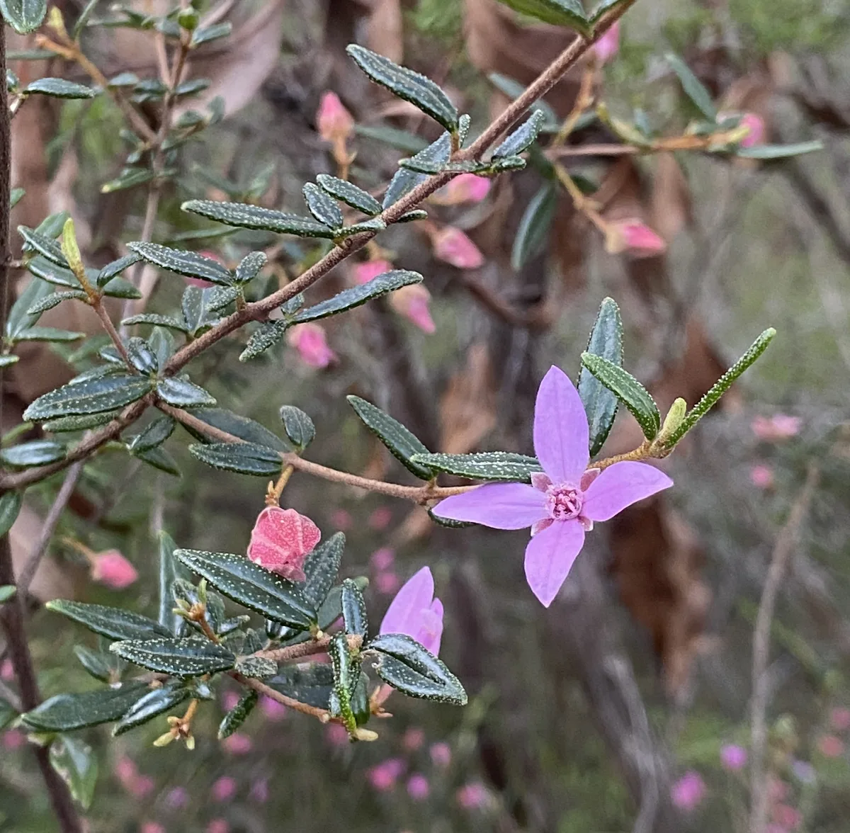 Sydney Boronia - Boronia Ledifolia