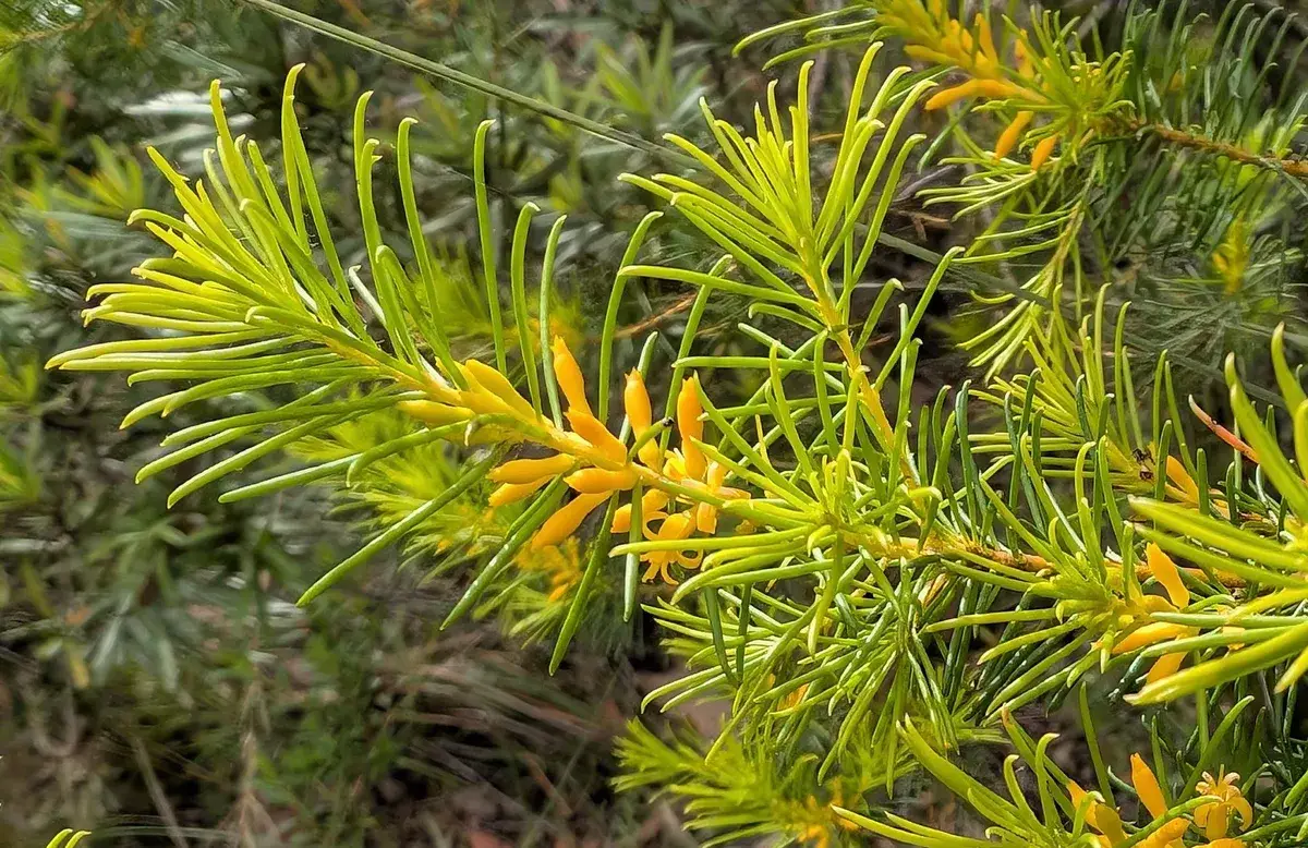 Waratah