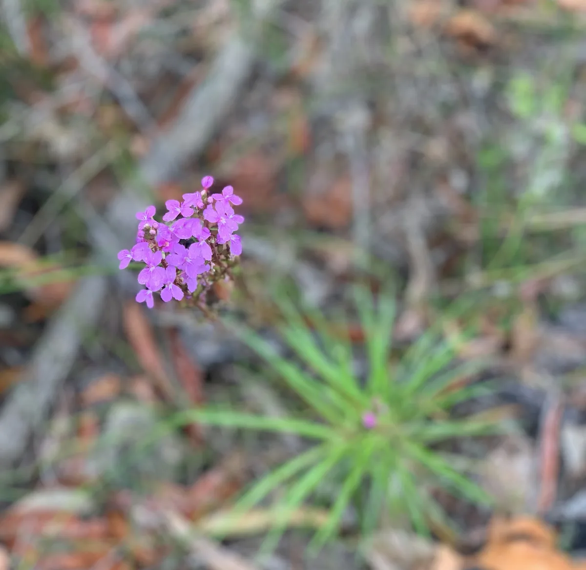 Trigger Plant - Stylidium