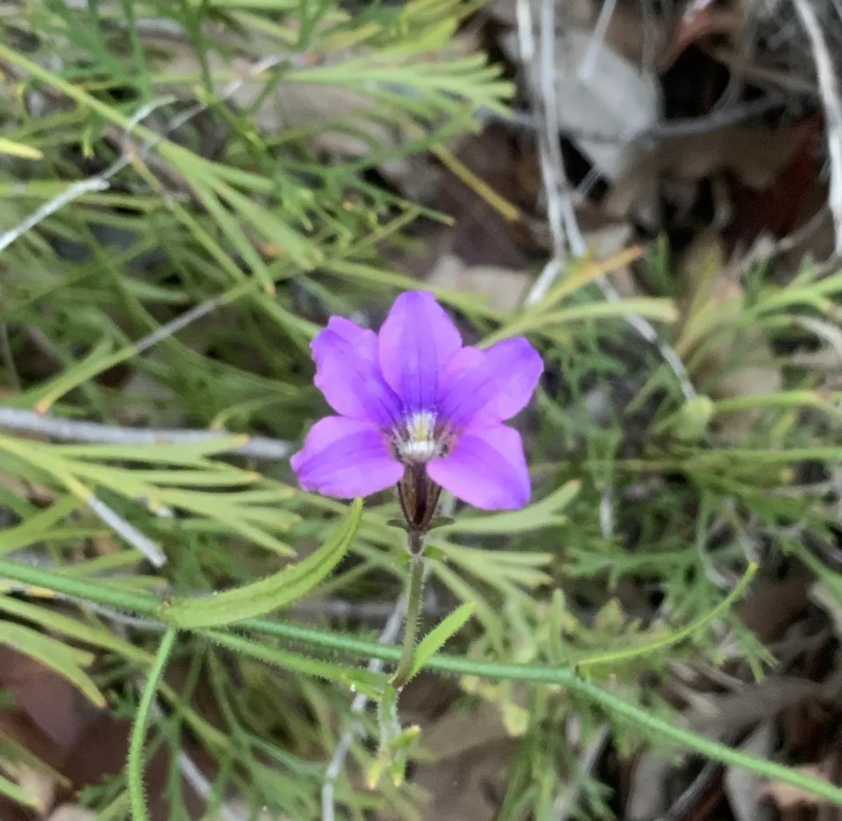 Wildflowers in the Central Coast photo 40