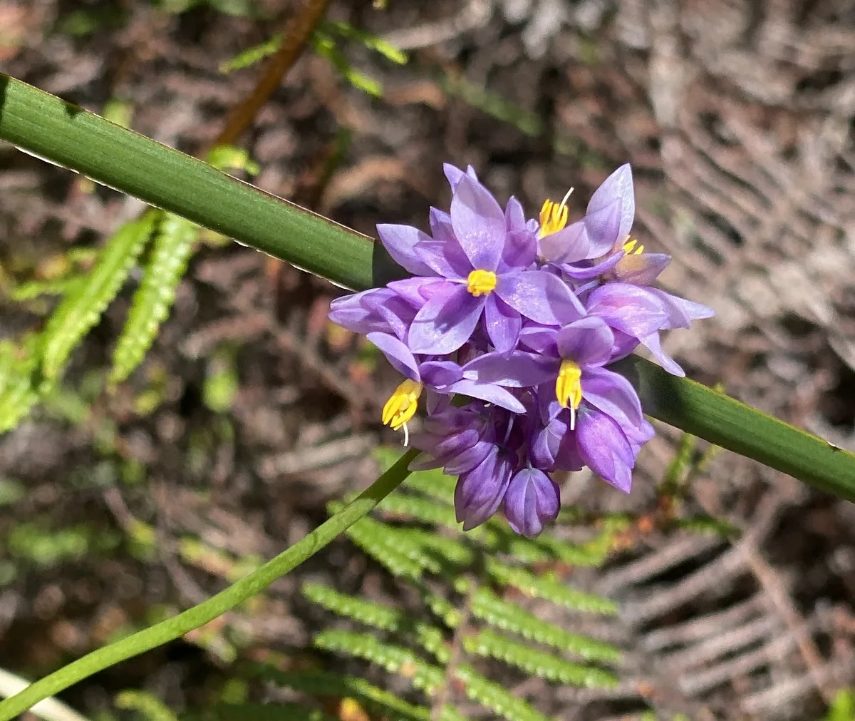 Wildflowers in the Central Coast photo 43
