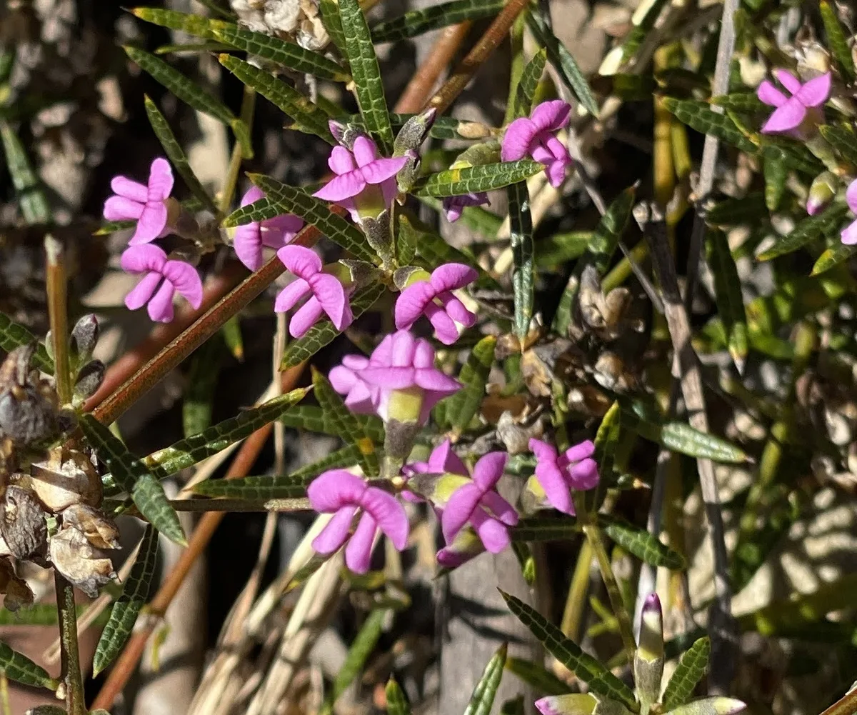 Mirabelia Rubiifolia