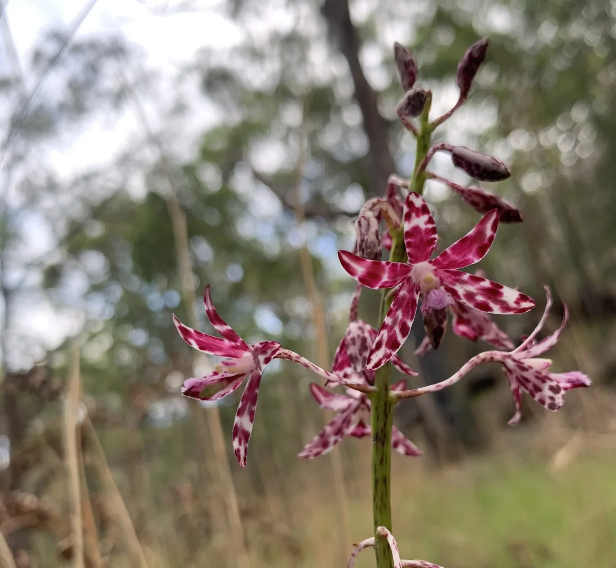 Wildflowers in the Central Coast photo 48