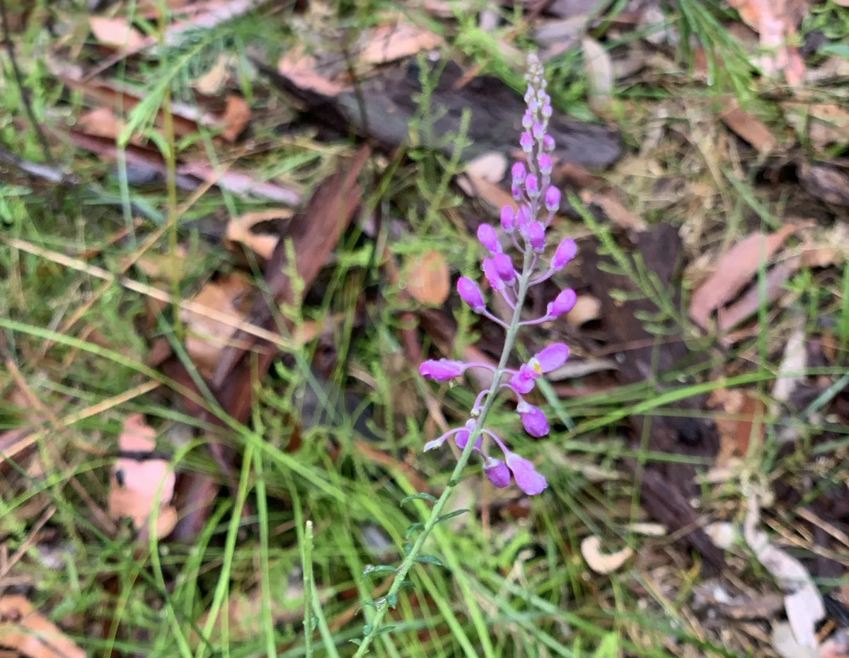 Wildflowers in the Central Coast photo 51